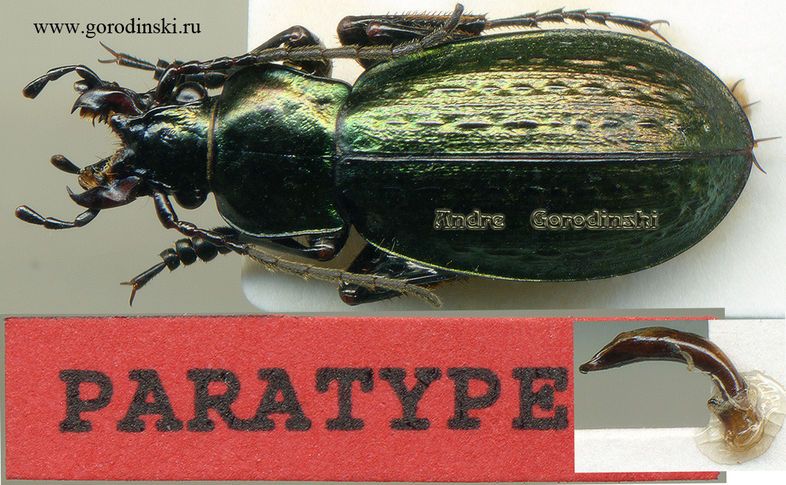 http://www.gorodinski.ru/carabus/Rhigocarabus roborowskii generalovi.jpg